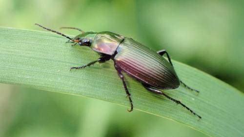 Réf. 299 488 : Poecilus cupreus